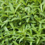 Εστραγκόν ή Τάραγκον Σπόροι (Artemisia dracunculus)