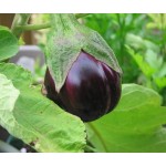 Μελιτζάνα Φλάσκα Μαύρη Σπόροι (Solanum melongena) | kipogeorgiki.gr