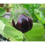 Μελιτζάνα Φλάσκα Μαύρη Σπόροι (Solanum melongena) Μελιτζάνα Φλάσκα Μαύρη Σπόροι (Solanum melongena) | kipogeorgiki.gr