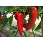 Πιπεριά φλωρίνης|kipogeorgiki.gr