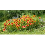 Γκαϊλάρδια Μίγμα 0,45g Σπόροι Φάκελος (Gaillardia aristata) - Σπόρος για Γκαϊλάρδιες Γκαϊλάρδια Μίγμα 0,45g Σπόροι (Gaillardia aristata)