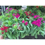 Γαρύφαλλο Ποιητών Μονό 0,4g Σπόροι Φάκελος (Dianthus barbatus) - Σπόρος για Γαρύφαλλα Ποιητών Γαρύφαλλο Ποιητών Μονό 0,4g Σπόροι (Dianthus barbatus)
