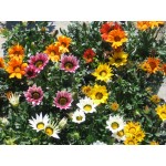 Γκαζάνια Μίγμα 0,15g Σπόροι Φάκελος (Gazania splendens) - Σπόρος για Γκαζάνιες Γκαζάνια Μίγμα 0,15g Σπόροι Φάκελος (Gazania splendens)