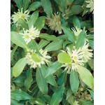 Anise Seeds Packet 12640 (Pimpinella anisum)