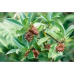 Anise Seeds Packet 12640 (Pimpinella anisum) - Seed for Anises Anise Seeds Packet 12640 (Pimpinella anisum)