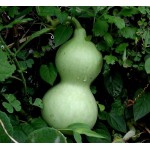 Νεροκολοκύθα ή Φλασκιά Σπόροι (Lagenaria siceraria) | kipogeorgiki.gr