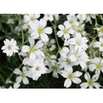 Γυψοφίλη Λευκή-Ακτόστια 2,5g Σπόροι (Gypsophila spp.)