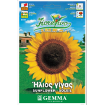 Ήλιος Νάνος Διπλός 1g Σπόροι Φάκελος-Helianthus annuum