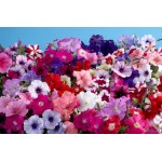 Garden Petunia Giant Mix Seeds 0.2g (Petunia × hybrida)