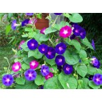 Ιπομέα ή Πρωινή Χαρά Μίγμα 2g Σπόροι (Ipomoea purpurea)