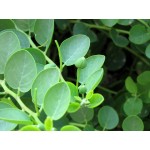 Caper Bush Seeds Packet 12646 (Capparis spinosa)