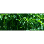 Πιπεριά Μακριά Κέρατο Πράσινη | kipogeorgiki.gr