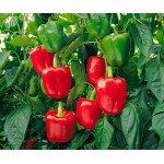 Πιπεριά φλάσκα κόκκινη|kipogeorgiki.gr