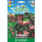 Coleus or Painted Nettle Mix Seeds 0.2g Packet (Coleus hybridus) - Seed for Painted Nettles Coleus or Painted Nettle Mix Seeds 0.2g-Coleus hybridus