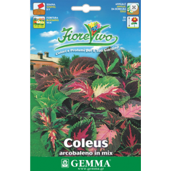 Coleus or Painted Nettle Mix Seeds 0.2g Packet (Coleus hybridus) - Seed for Painted Nettles Coleus or Painted Nettle Mix Seeds 0.2g-Coleus hybridus