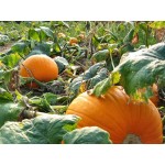 Quintale Seme Giallo Pumpkin Seeds 1.2g Packet