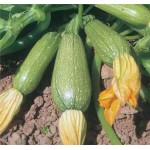 Κολοκυθάκι Μακρύ Ξανθό Κομποκολόκυθο Σπόροι (Curcubita pepo) | kipogeorgiki.gr
