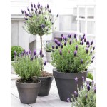 Λεβάντα Σπόροι Φακελάκι 12651 (Lavandula spica) - Σπόρος για Λεβάντες Λεβάντα Σπόροι Φακελάκι 12651 (Lavandula spica)