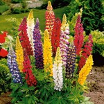 Large-Leaved Lupine Mix Seeds 1.8g Packet (Lupinus polyphyllus) - Seed for Lupines Large-Leaved Lupine Mix Seeds 1.8g-Lupinus polyphyllus