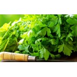 Μαϊντανός Κλασικός 10g Σπόροι Φακελάκι (Petroselinum crispum 'Comune 2') Μαϊντανός Κλασικός 10g Σπόροι Φακελάκι Comune 2