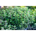 Ματζουράνα Σπόροι Φακελάκι 12653 (Origanum majorana)