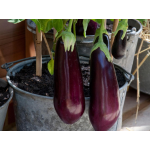 Μελιτζάνα Μακρυά Μαύρη Σπόροι (Solanum melongena) Μελιτζάνα Μακρυά Μαύρη Σπόροι (Solanum melongena) | kipogeorgiki.gr