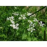 Μυρώνι ή Ανθρίσκος Σπόροι Φακελάκι 12655 (Anthriscus cerefolium) - Σπόρος για Μυρώνια Μυρώνι-Ανθρίσκος Σπόροι Φακελάκι-Anthriscus cerefolium