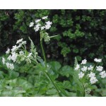 Μυρώνι ή Ανθρίσκος Σπόροι Φακελάκι 12655 (Anthriscus cerefolium) - Σπόρος για Μυρώνια Μυρώνι-Ανθρίσκος Σπόροι Φακελάκι-Anthriscus cerefolium