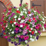 Garden Petunia Mix Seeds 0.2g-Petunia 'Nana Compacta'
