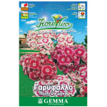 Γαρύφαλλο Ποιητών Μονό 0,4g Σπόροι Φάκελος (Dianthus barbatus) - Σπόρος για Γαρύφαλλα Ποιητών Γαρύφαλλο Ποιητών Μονό 0,4g Σπόροι (Dianthus barbatus)