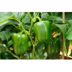 Πιπεριά φλάσκα πράσινη|kipogeorgiki.gr