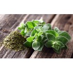 Ρίγανη Σπόροι Φακελάκι 12656 (Origanum vulgare) - Σπόρος για Φυτά Ρίγανης Ρίγανη Σπόροι Φακελάκι 12656 (Origanum vulgare)