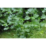 Verde Taglio Celery Seeds 2g (Apium graveolens)