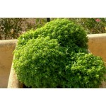 Greek Basil Traditional Seeds Packet 12636 (Ocimum basilicum var. minimum) - Seed for Greek Basils Greek Basil Traditional Seeds-Ocimum basilicum minimum