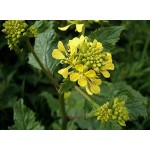 Σινάπι Μαύρο-Μαύρη Βρούβα Σπόροι (Brassica nigra)