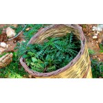 Σταμναγκάθι Κρητικό Παραδοσιακό 2g Σπόροι Φακελάκι (Cichorium intybus 'Cretan') Σταμναγκάθι Κρητικό Παραδοσιακό 2g Σπόροι Φακελάκι