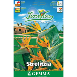 Bird of Paradise Seeds 0.1g Packet (Strelitzia reginae) - Seed for Strelitzias Bird of Paradise Seeds 0.1g Packet (Strelitzia reginae)