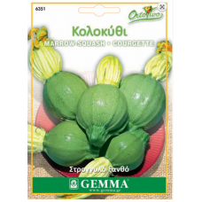 Squash Summer Round Blonde Seeds (Curcubita pepo) | kipogeorgiki.gr