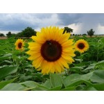 Ήλιος Νάνος Διπλός 1g Σπόροι Φάκελος-Helianthus annuum