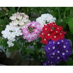 Βερβένα Γίγας Μίγμα 0,2g Σπόροι Φάκελος (Verbena × hybrida) - Σπόρος για Βερβένες Βερβένα Γίγας Μίγμα 0,2g Σπόροι Φάκελος (Verbena × hybrida)