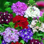 Βερβένα Γίγας Μίγμα 0,2g Σπόροι Φάκελος (Verbena × hybrida) - Σπόρος για Βερβένες Βερβένα Γίγας Μίγμα 0,2g Σπόροι Φάκελος (Verbena × hybrida)