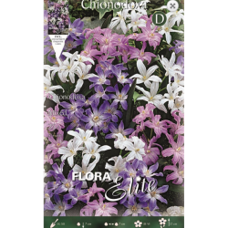 Chionodoxa Mixed Chionodoxa Mixed | kipogeorgiki.gr