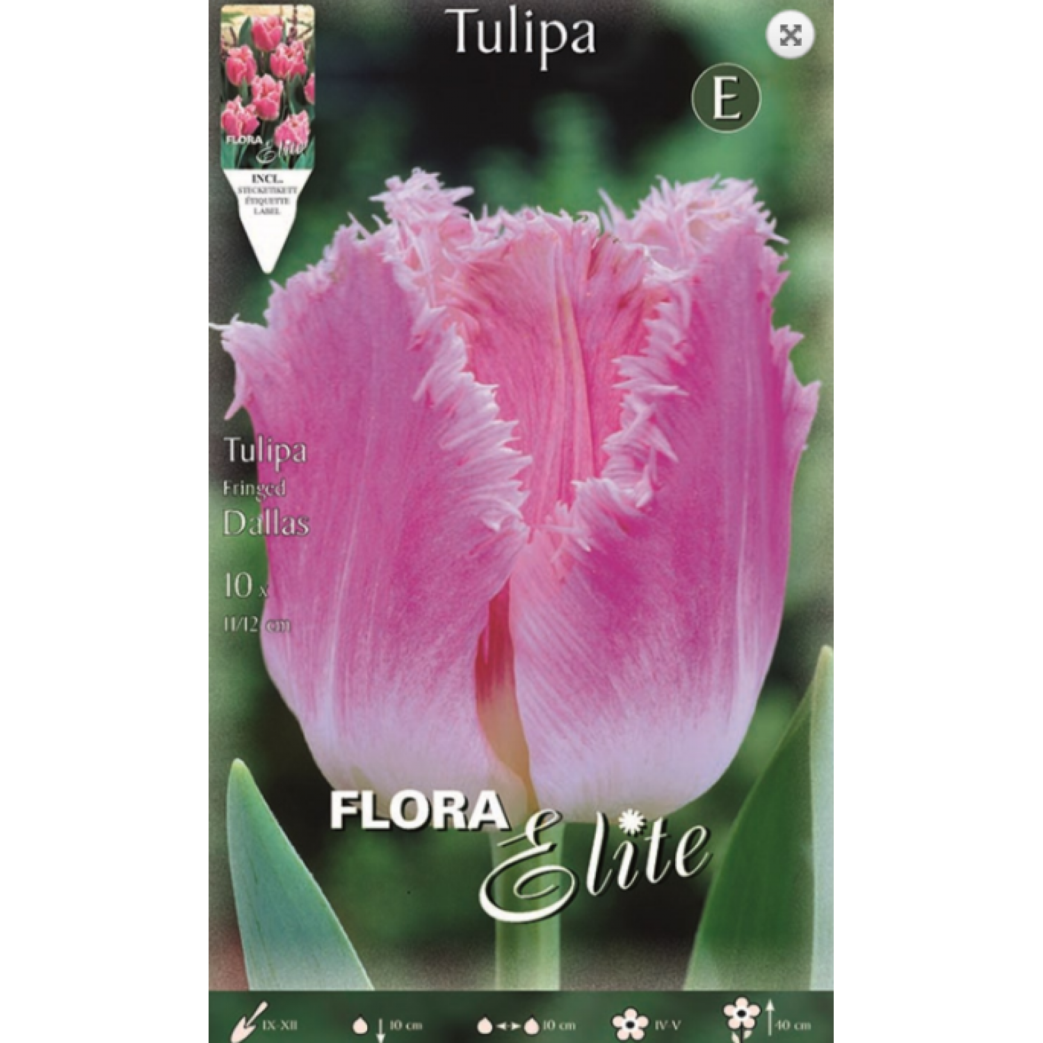 Tulip Dallas | kipogeorgiki.gr