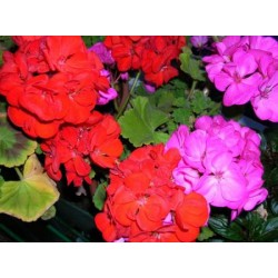 Annual and Biennial Plants