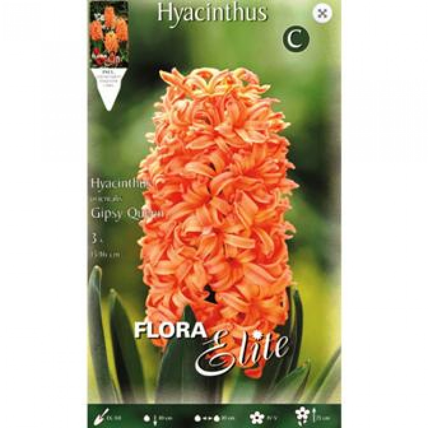 Hyacinthus Gipsy Queen | kipogeorgiki.gr