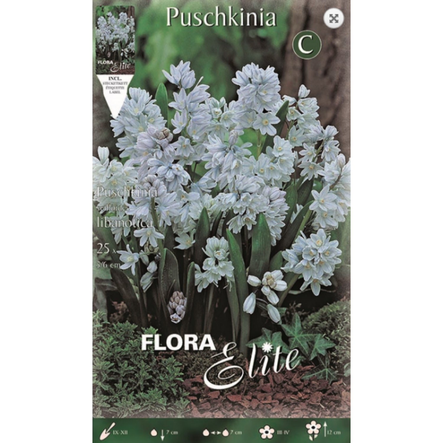 Puschkinia Libanotica | kipogeorgiki.gr