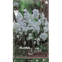 Πουσκίνια Libanotica | kipogeorgiki.gr