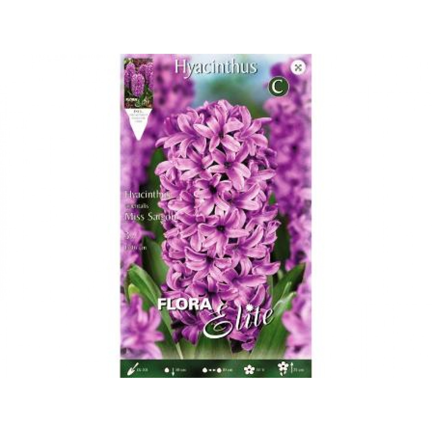 Hyacinthus Miss Saigon | kipogeorgiki.gr