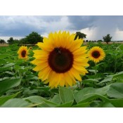 Seeds of Ornamental Plants