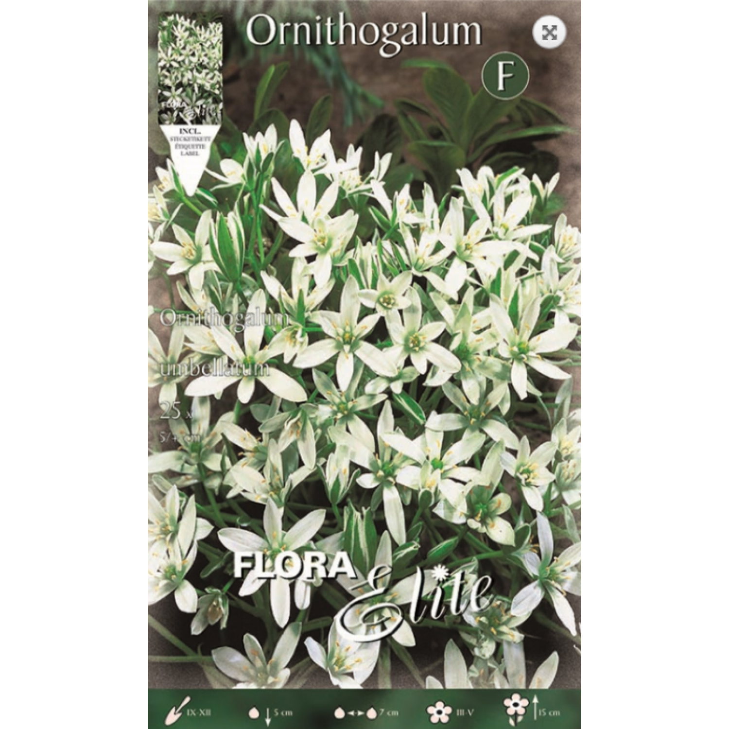 Ornithogalum Umbellatum | kipogeorgiki.gr